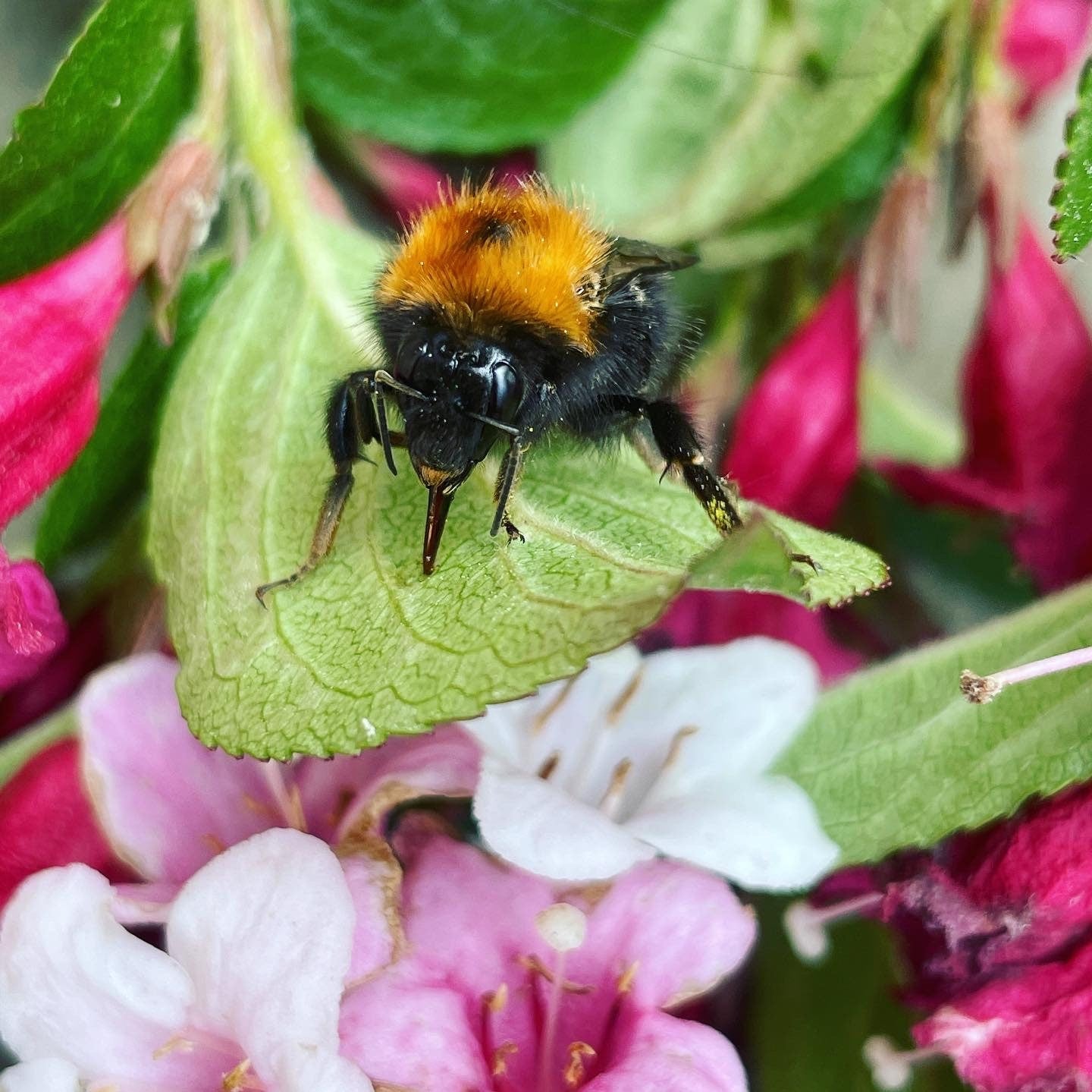 BEE SAVIOUR - ELIXIR FOR BEES