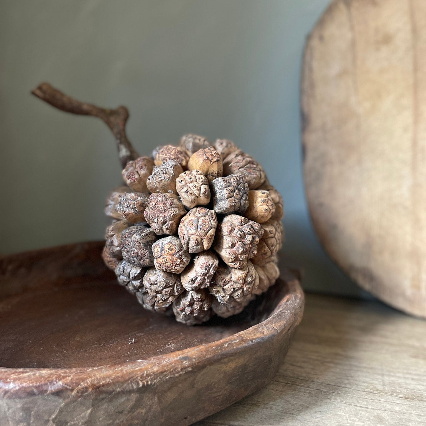 GIANT PANDANUS SEED BALL