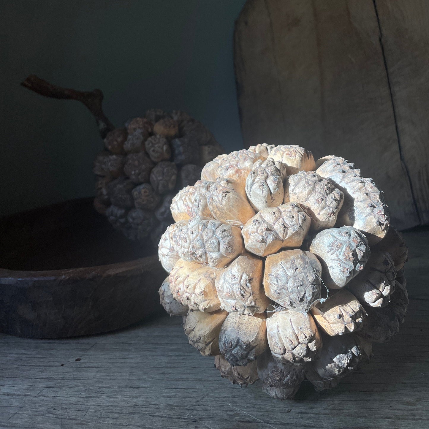 GIANT PANDANUS SEED BALL