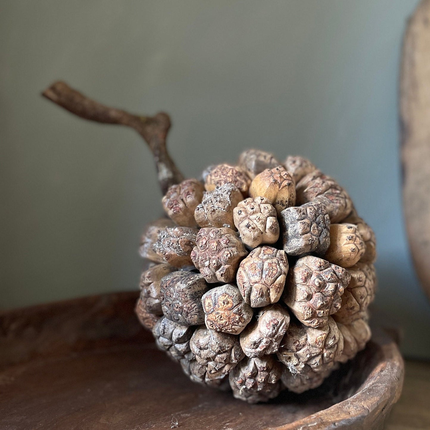 GIANT PANDANUS SEED BALL