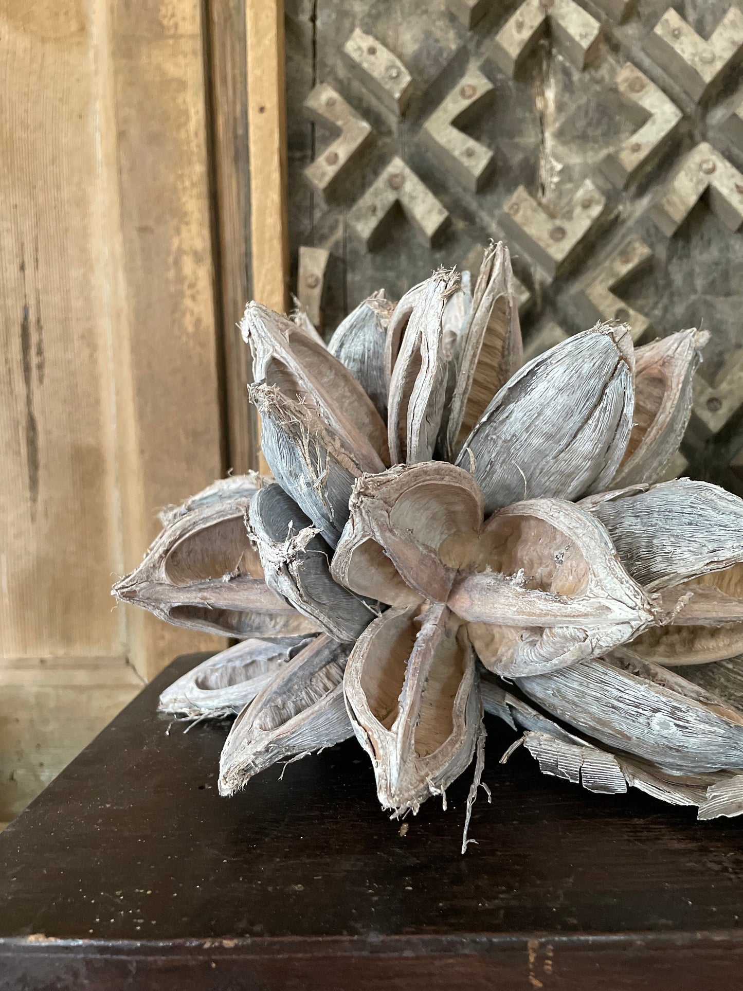 BLEACHED GIANT SEED POD