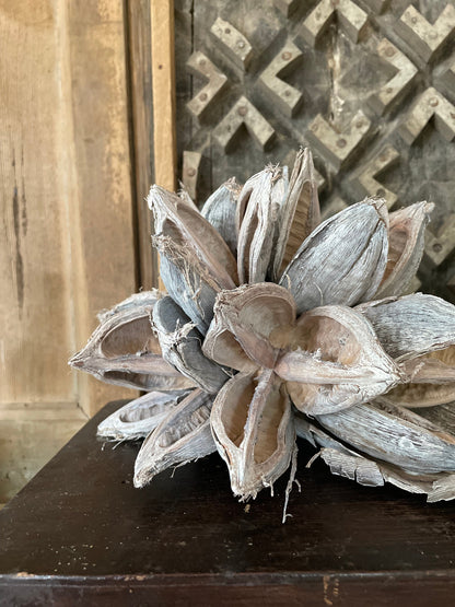 BLEACHED GIANT SEED POD