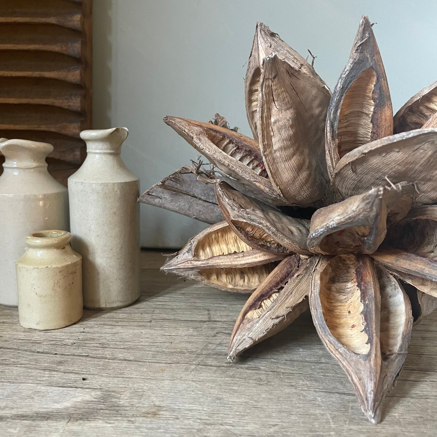 GIANT SEED POD in NATURAL
