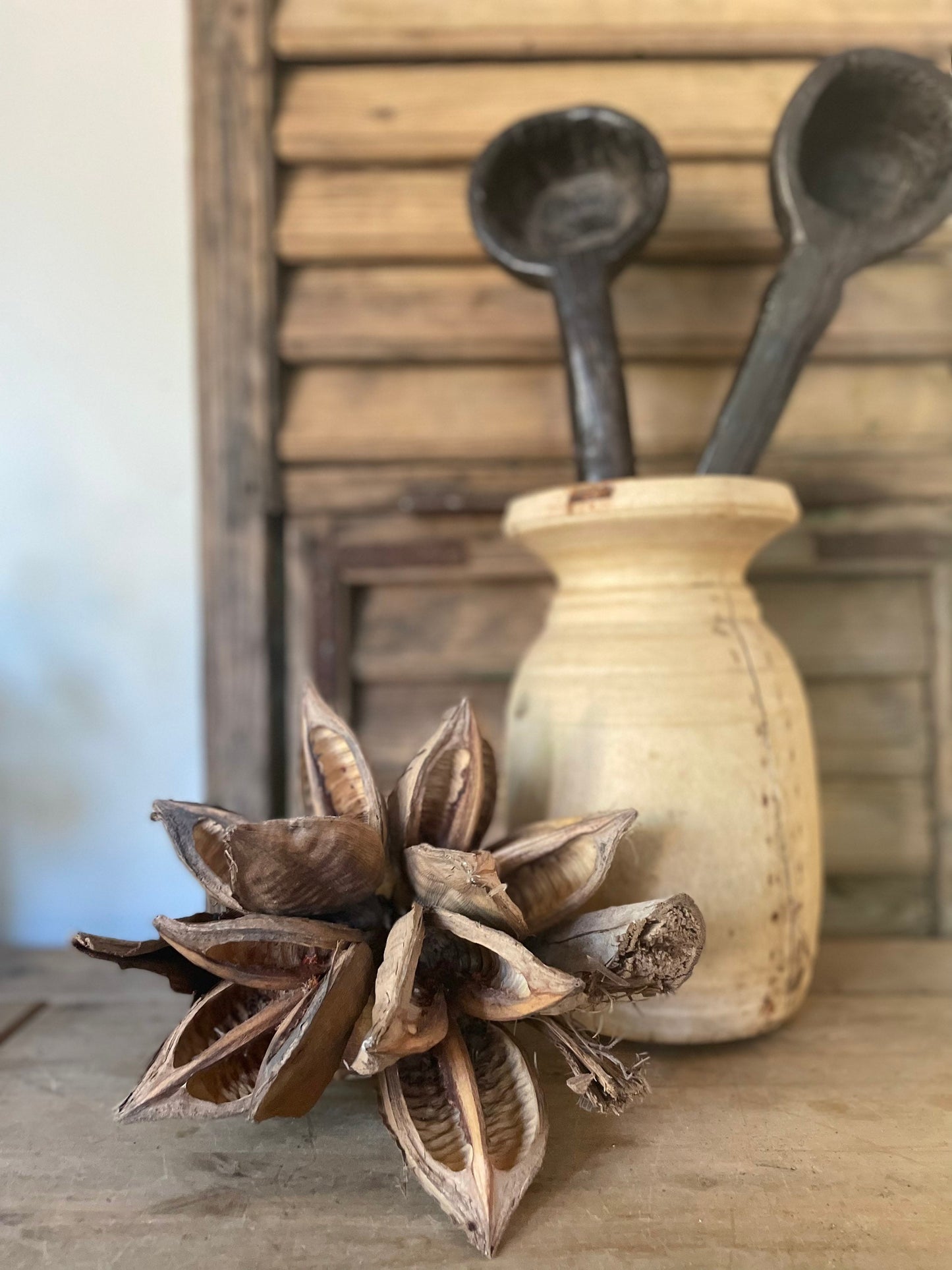 GIANT SEED POD in NATURAL
