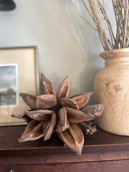 GIANT SEED POD in NATURAL