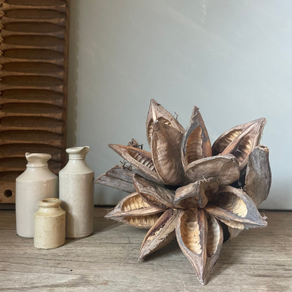 GIANT SEED POD in NATURAL