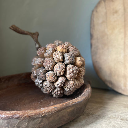 GIANT PANDANUS SEED BALL